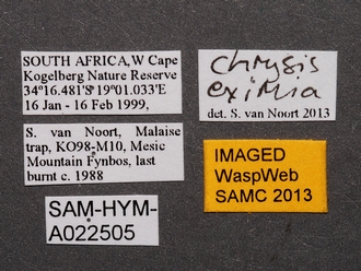Chrysis_eximia_SAM-HYM-A022505_labels