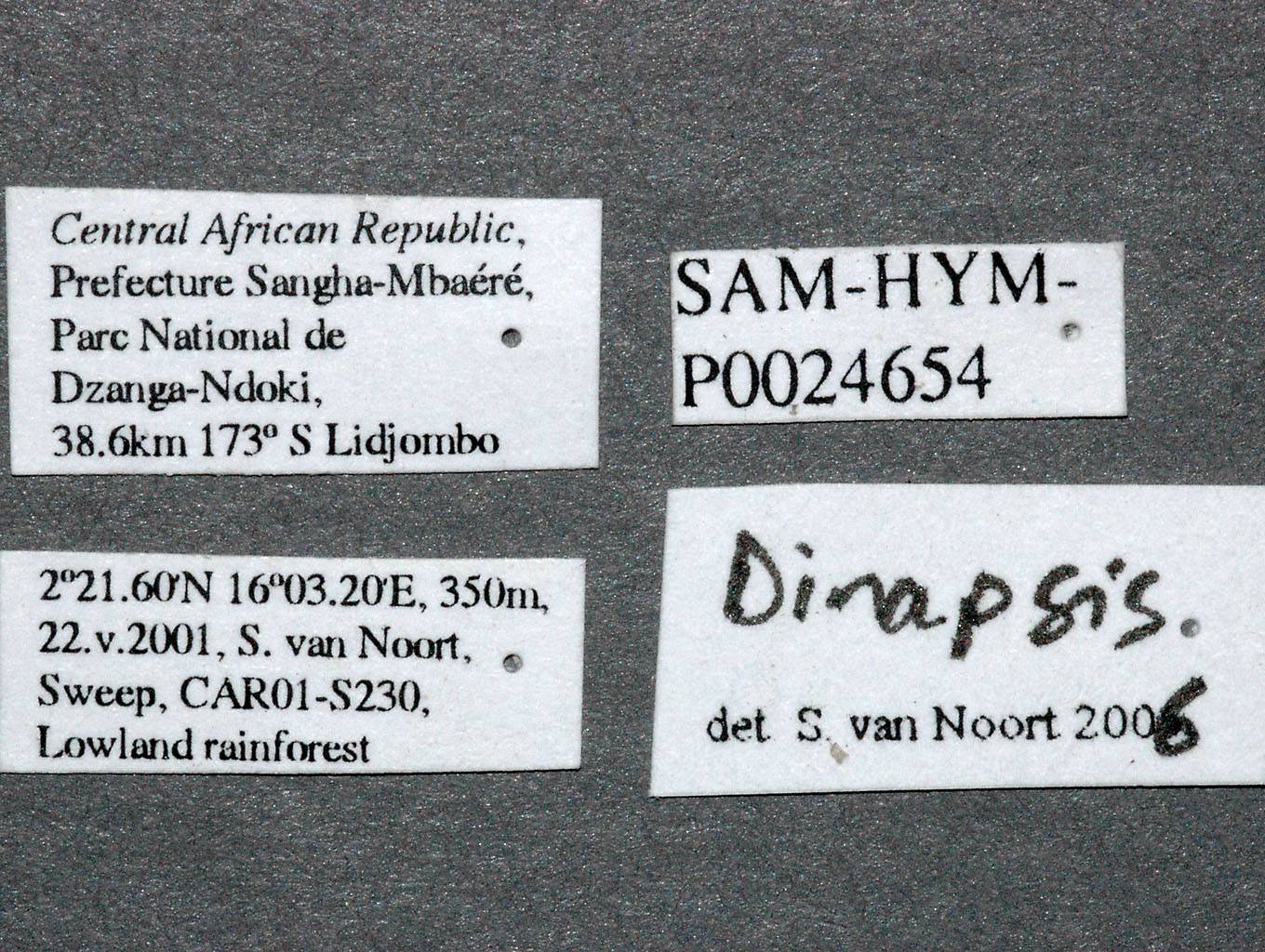 Dinapsis_centralis_labels_SAM-HYM-P024654_HOLOTYPE