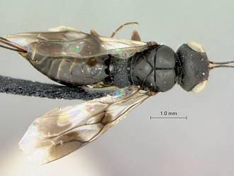 Megalyridia_capensis