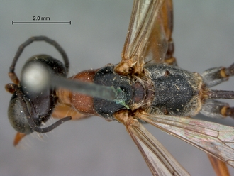images/Ammophila_laticeps_SAM_HYM_A009713_female_head_mesosoma_dorsal_330.jpg