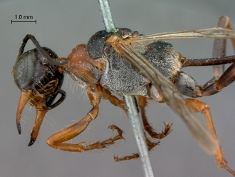 images/Ammophila_laticeps_SAM_HYM_A009713_female_head_mesosoma_lateral_330.jpg