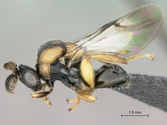 Aperilampus_sp_habitus