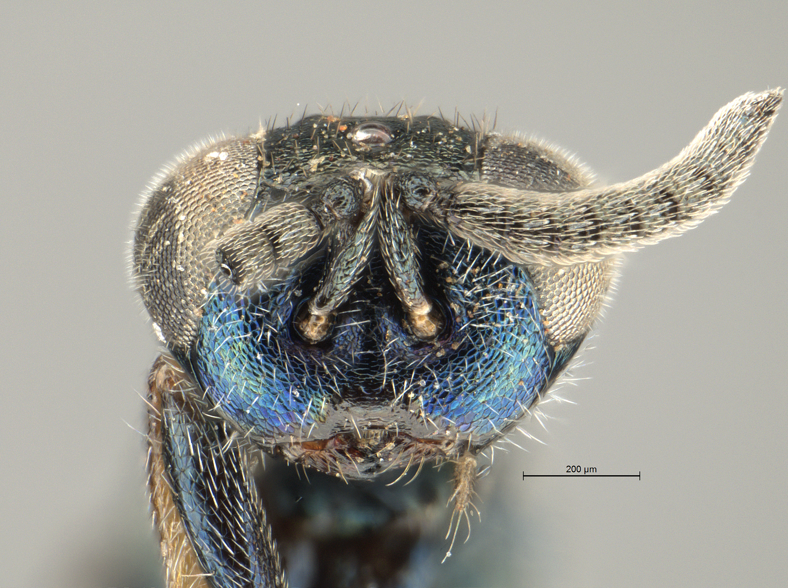 Buresium_sp_SAM-HYM-P016857_labels