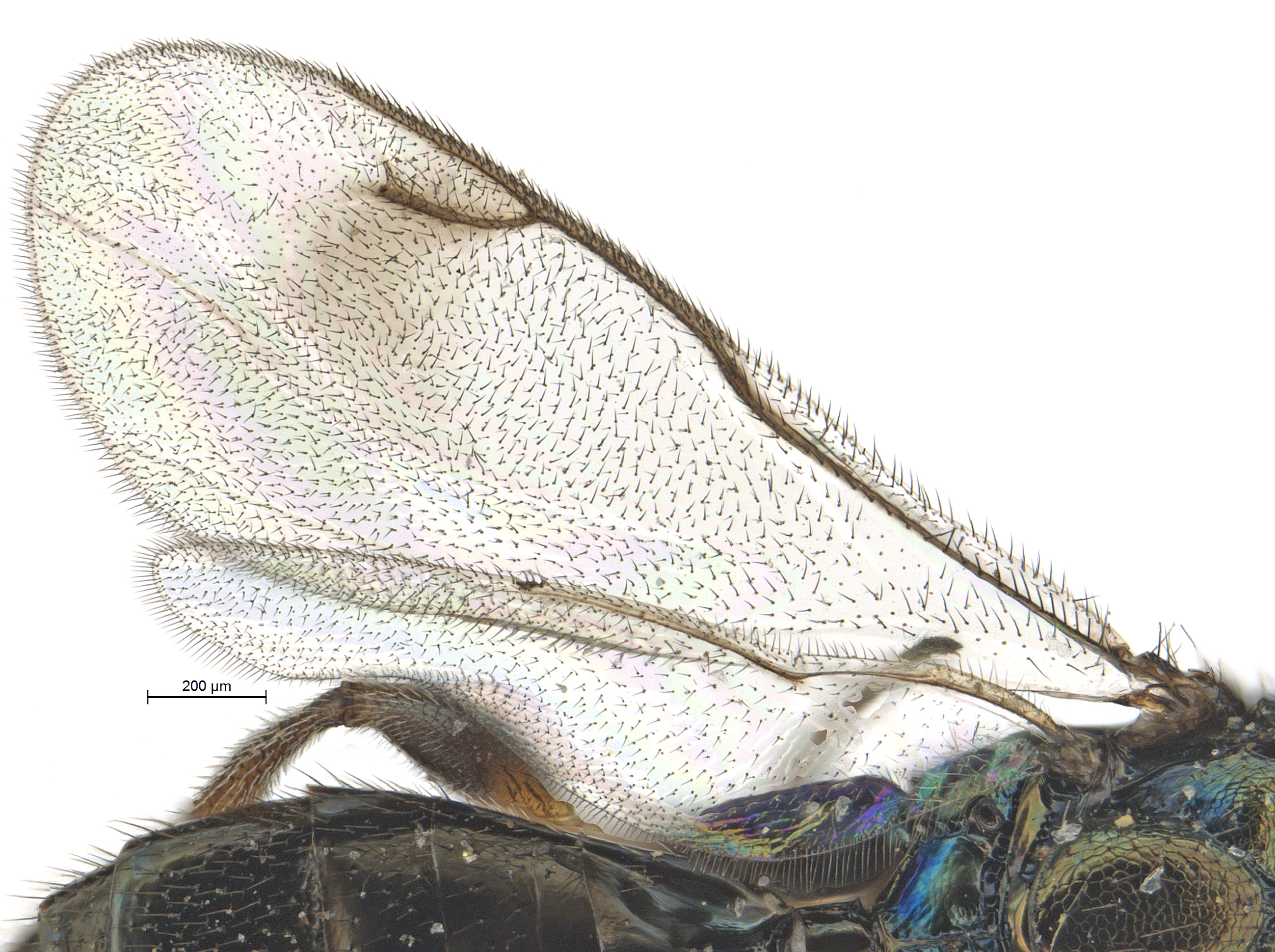 Buresium_sp_SAM-HYM-P016857_habitus_lateral
