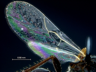 Anacharoides_elongaticornis_HT_MRAC_wings_WIP