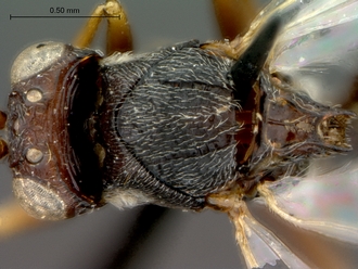Anacharoides_elongaticornis_HT_head_mesosoma_dorsal