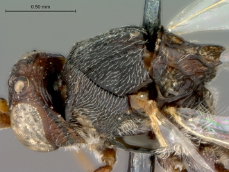 Anacharoides_elongaticornis_HT_head_mesosoma_dorsolateral