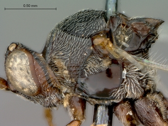 Anacharoides_elongaticornis_HT_head_mesosoma_lateral