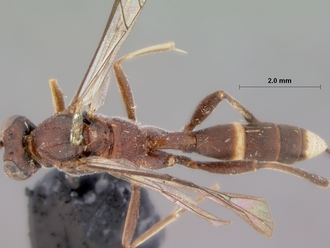 Goryphus_evanescens_HOLOTYPE