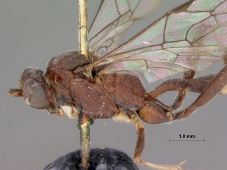 Goryphus_evanescens_HOLOTYPE