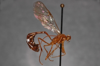 Enicospilus_ktesus_PARATYPE