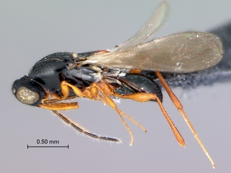 Platygastridae_SAM-HYM-P0023227