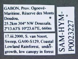 Platygastridae_SAM-HYM-P0023227_labels