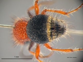 Brachymutilla scabrosa Bischoff Male Metasoma
