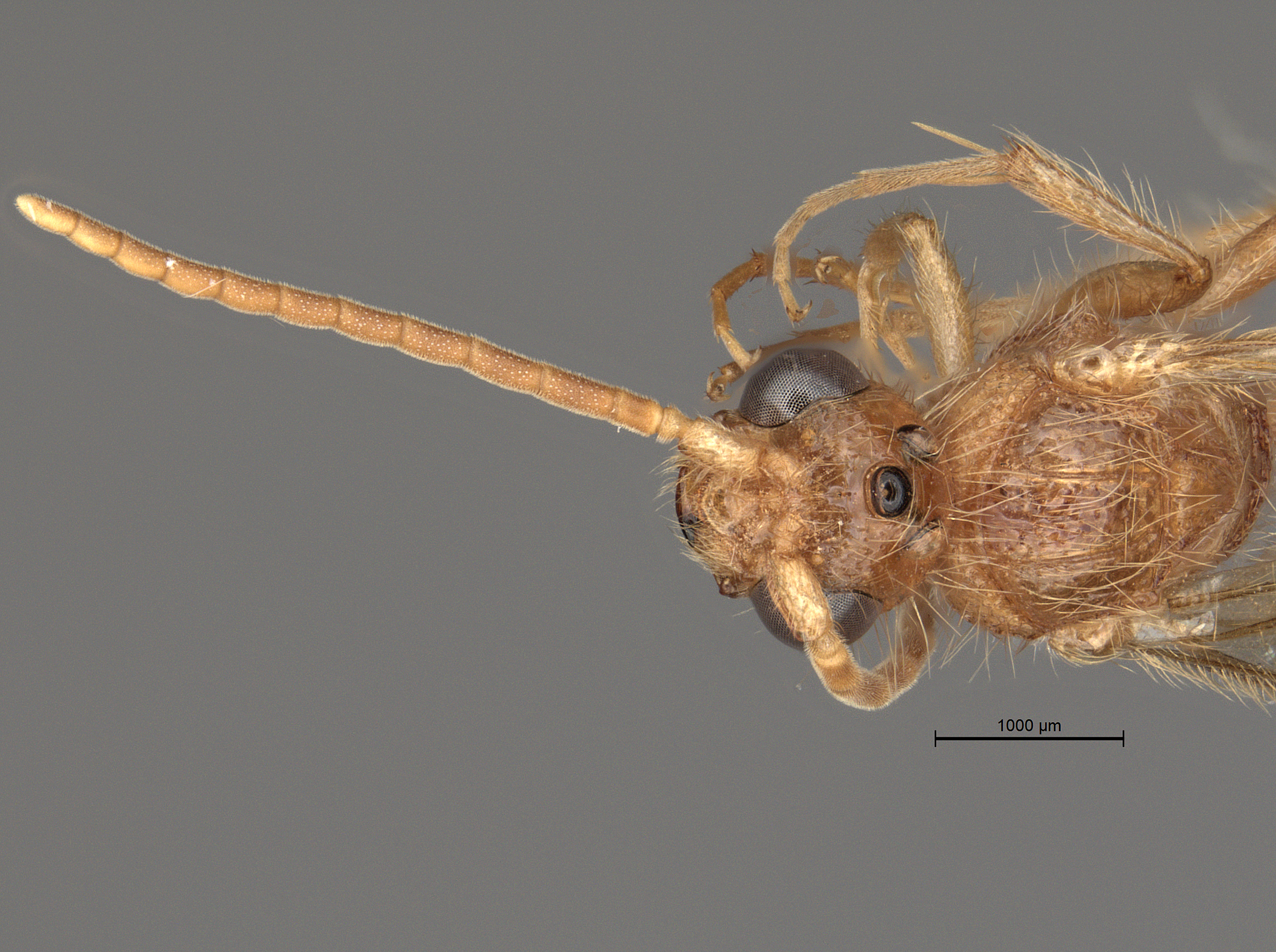 Tricholabiodes_species