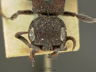 Mutilla_nais_SAM-HYM-A018390_HT_head_frontal