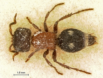 Myrmilla_ino_type_SAM-HYM-A018409_habitus_dorsal