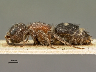 Myrmilla_ino_type_SAM-HYM-A018409_habitus_lateral