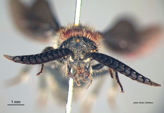 Psammotherma_flabellata (Fabricius) head
