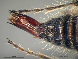 Glossotilla_suavis (Gerstaecker) male hypopygium