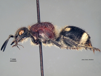 Trogaspidia_(Trogaspidia)_major Nonveiller female lateral