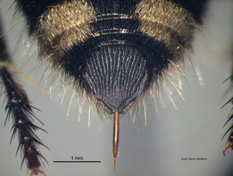 Trogaspidia_(Trogaspidia)_major Nonveiller female pygidium