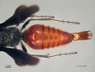 Trogaspidia_(Trogaspidia)_major Nonveiller male metasoma