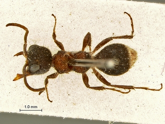 Arnoldtilla_silverstris_SAM-HYM-A018440_HT_habitus_dorsal