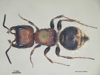 Labidomilla_tauriceps (Kohl) female dorsal