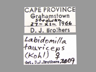 Labidomilla_tauriceps (Kohl) female labels