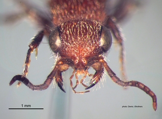 Odontotilla_bidentata Andre female head