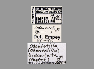 Odontotilla_bidentata Andre male labels
