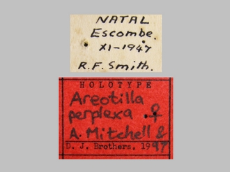 Areotilla_perplexa Mitchell& Brothers labels