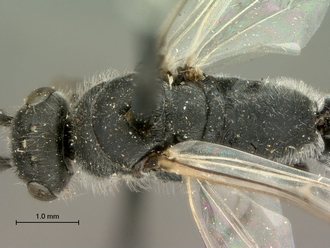 images/Clavelia_amplicornis_SAM-HYM-A021918_head_mesosoma_dorsal_330.jpg