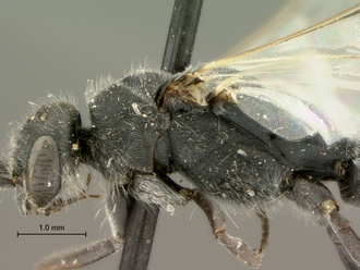images/Clavelia_amplicornis_SAM-HYM-A021918_head_mesosoma_lateral_330.jpg