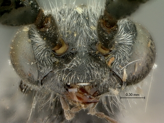 images/Clavelia_amplicornis_SAM-HYM-A021918_mandibles_330.jpg