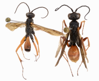 Dichragenia pulchricoma détouré