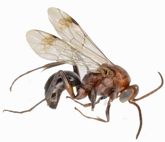 Aetheopompilus obliquetruncatus male profil d�tour�
