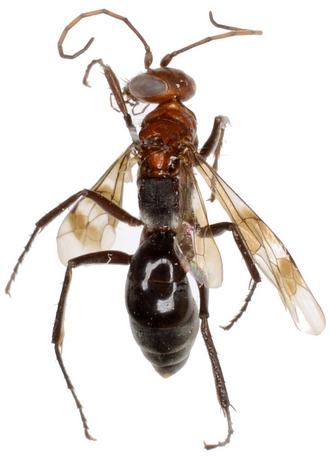 Aetheopompilus obliquetruncatus d�tour�