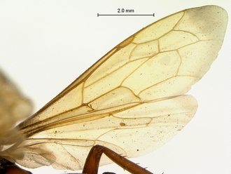 images/Afropompilus_ovambo_SAM-HYM-A000795_wing_330.jpg