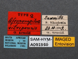 images/Afropompilus_vitripennis_SAM-HYM-A002350_labels_330.jpg