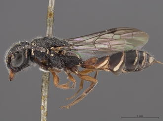 Sapygina_enderleini_SAM-HYM-A004132_habitus_lateral