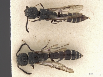 Sapygina_simillina_SAM-HYM-A004144_habitus_in_situ