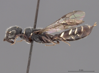 Sapygina_simillina_SAM-HYM-A004144_habitus_lateral