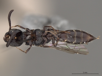 Sapygina_simillina_SAM-HYM-A004144_habitus_ventral