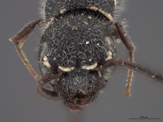 Sapygina_simillina_SAM-HYM-A004144_head_anterior