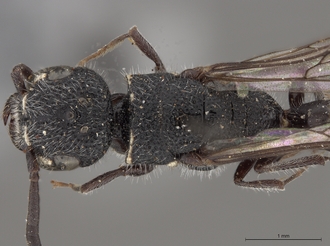 Sapygina_simillina_SAM-HYM-A004144_head_me_dorsal