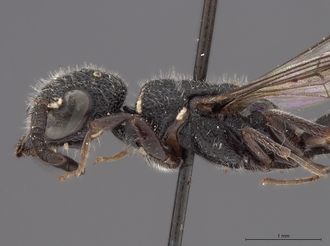 Sapygina_simillina_SAM-HYM-A004144_head_me_lateral