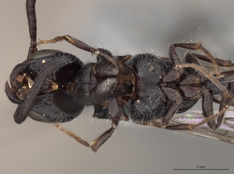 Sapygina_simillina_SAM-HYM-A004144_head_me_ventral