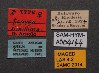Sapygina_simillina_SAM-HYM-A004144_labels